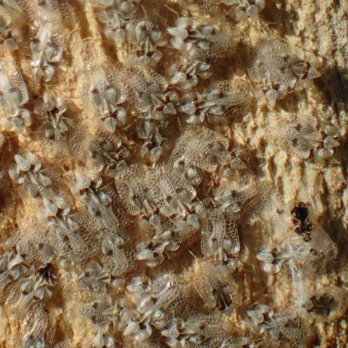 Corythucha ciliata